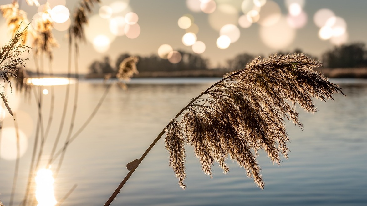 Schilfrohr am See