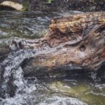 100 Wilde Bäche – Renaturierungsprojekt Dietzhölze