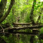 Feuchtgebiete als Schlüssel für Klima- und Hochwasserschutz: KWH-Experte in der Hessenschau