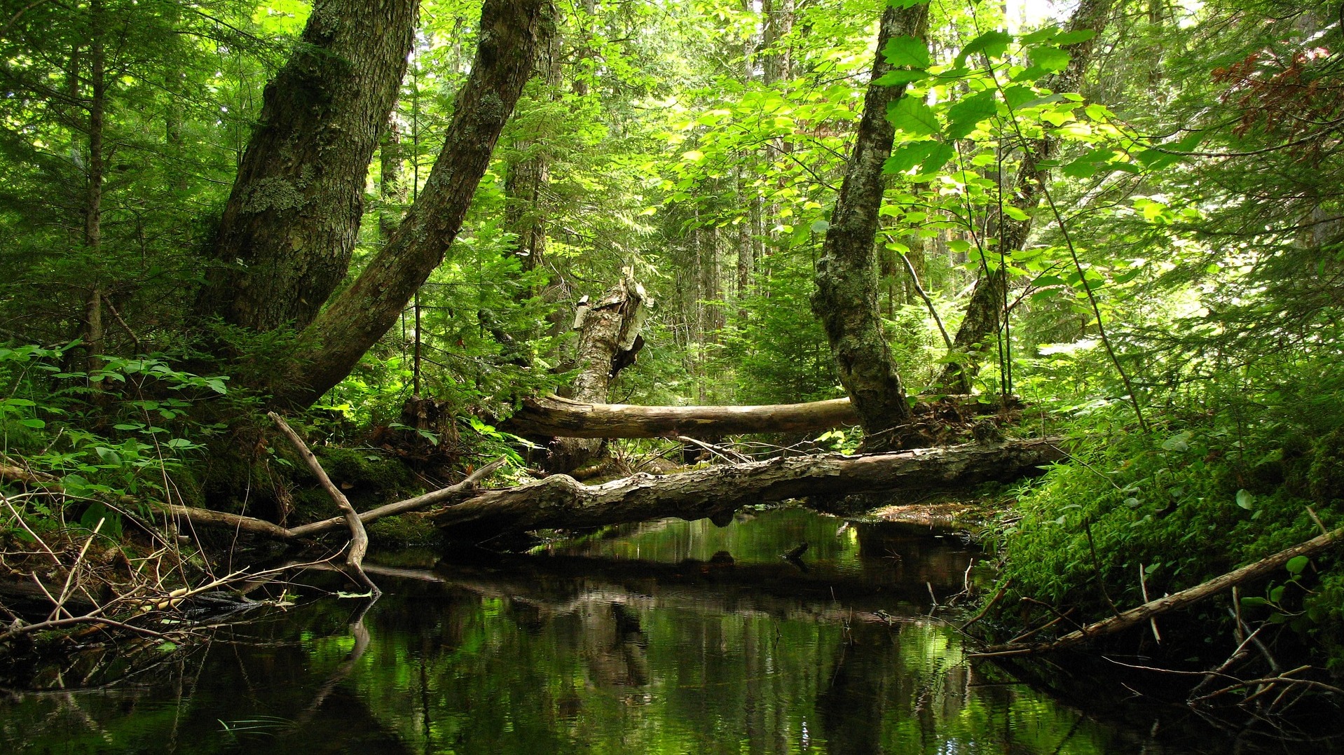 Bachlauf im Wald