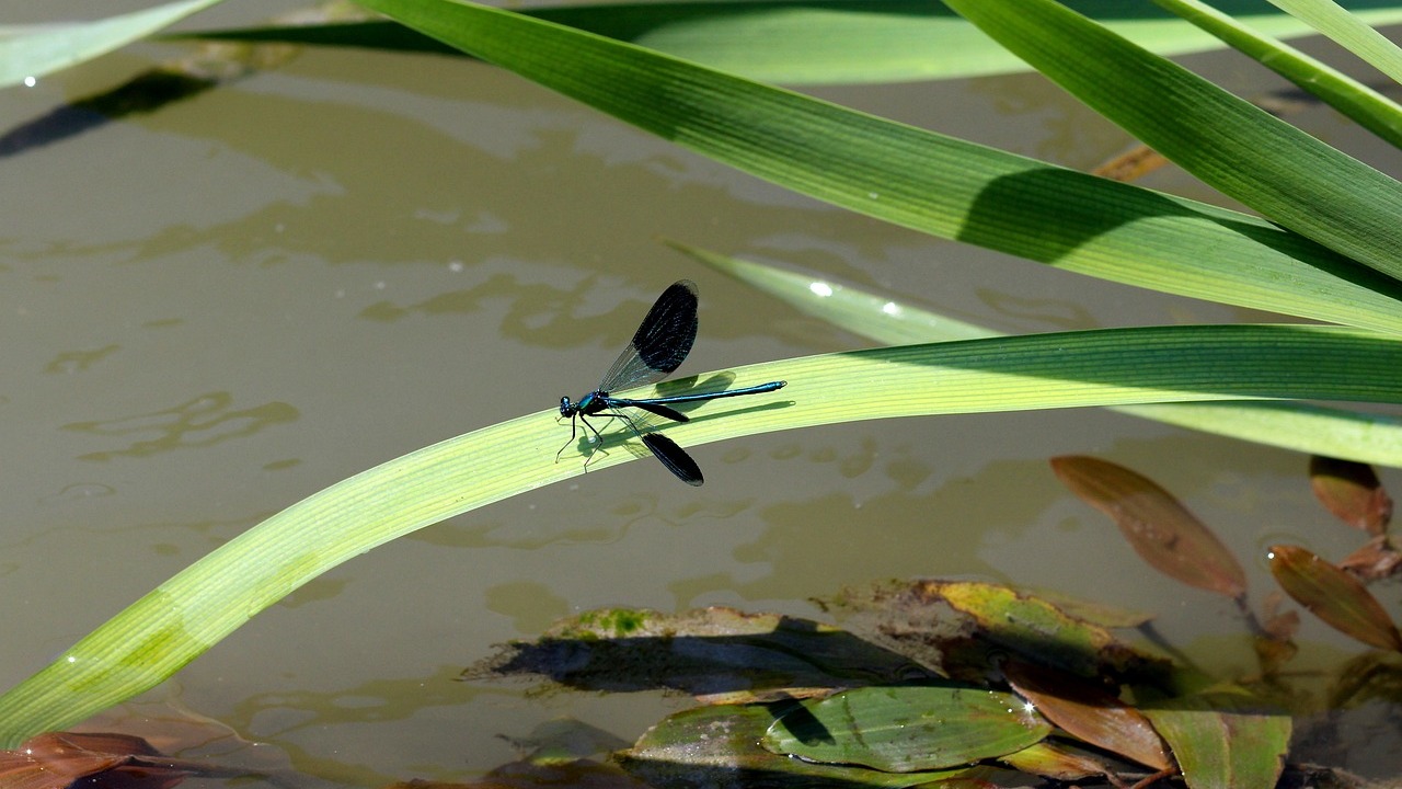 Prachtlibelle