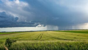 Gewitter über einen Weizenfeld