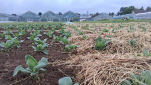 Junger Spitzkohl, teils mit Mulch und teils ohne (Kontrolle) auf der Versuchsfläche der Hochschule Geisenheim University