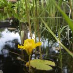 Chemische Belastung in Gartenteichen kann Insekten gefährden