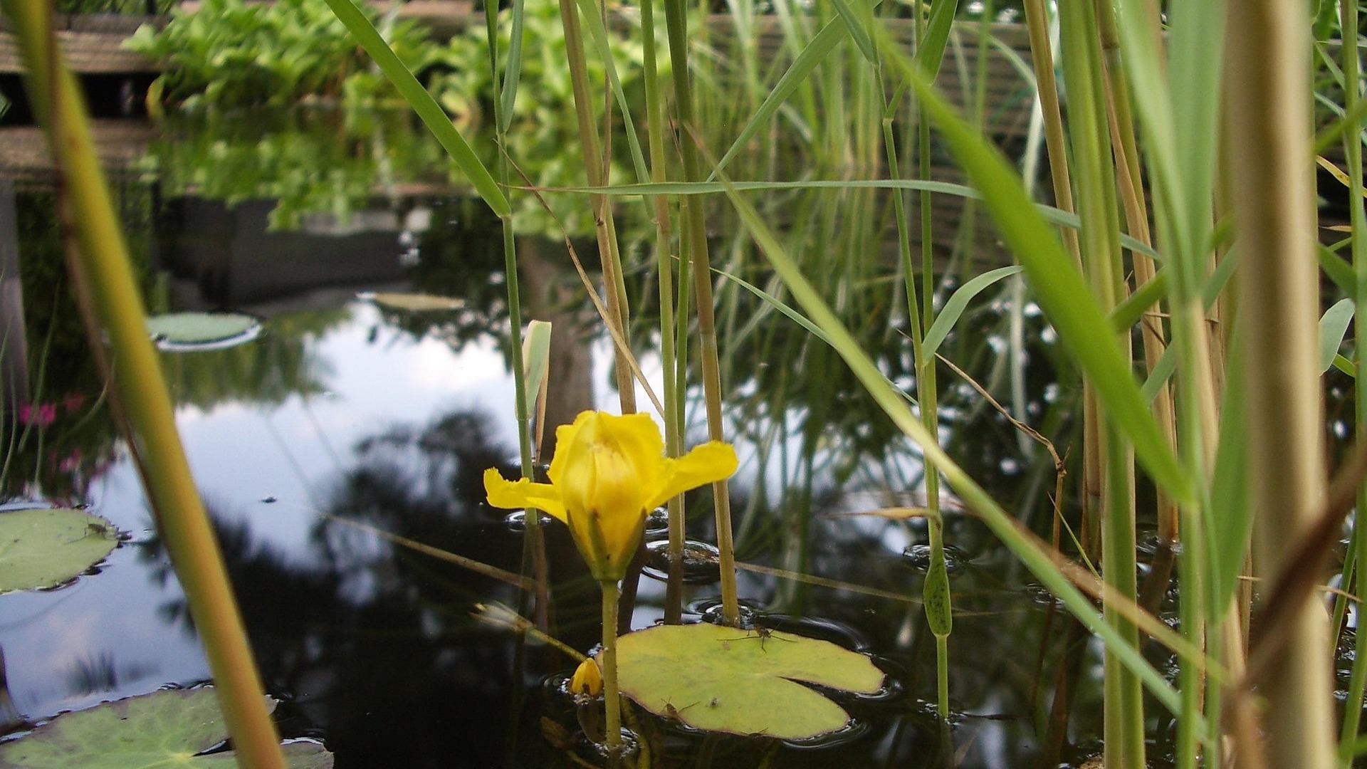 Mehr über den Artikel erfahren Chemische Belastung in Gartenteichen kann Insekten gefährden
