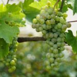 Stickstoff im Weinbau gezielt einsetzen: bessere Mostqualität und geringere Nitratbelastung