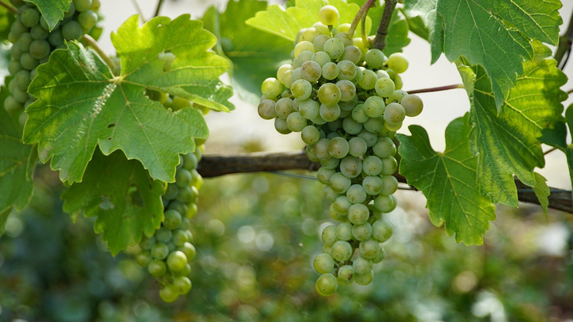 Du betrachtest gerade Stickstoff im Weinbau gezielt einsetzen: bessere Mostqualität und geringere Nitratbelastung