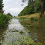 Nitrit – unterschätzter Faktor der Artenzusammensetzung